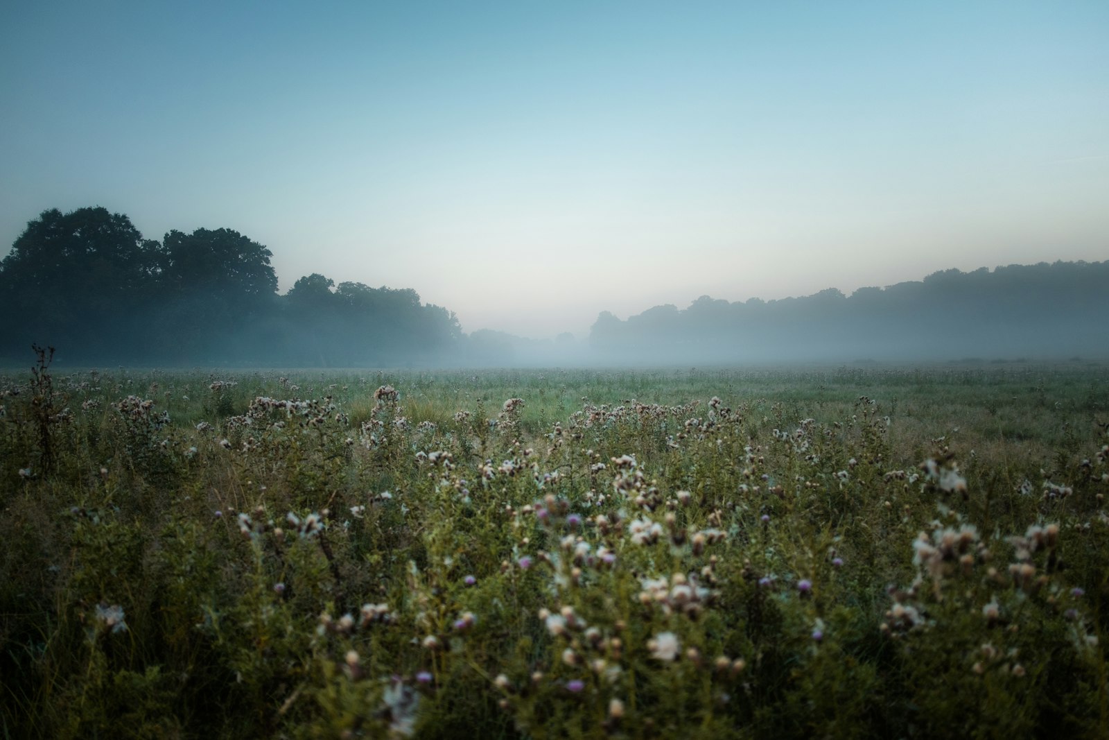 A quiet field at first light